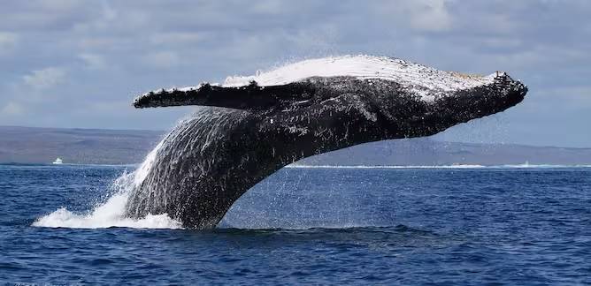 Climate Change Threatens Whales and Dolphins in American Waters, Warns US Study